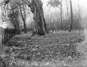 Snowdrops. 1937