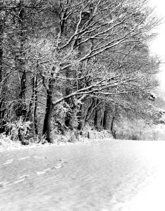 Snow Prints: A snowy scene of a field and woods, Downe, Kent, England. 3 February 1962
