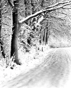 Snow Prints: A snowy scene of a road and woods, Downe, Kent, England. 3 February 1962