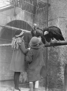 Animals Prints: The sociable vultures, African birdsarrive at the zoo to make friends Two African