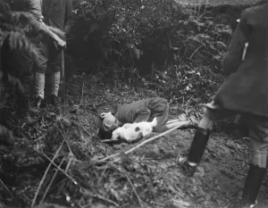 Society hunts with a Lady M F H Gone to ground. Putting in the terrier to make