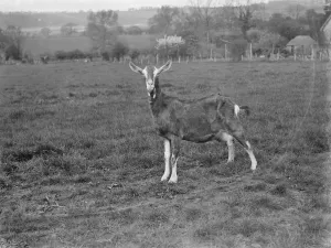 Farmer Prints: A solitary goat on a goat farm in Birling, Kent. 1939