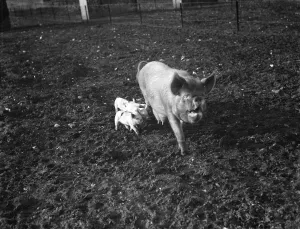 Fence Prints: A sow with her litter of piglets at Tripes Farm, Orpington, Kent. 1936