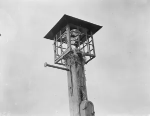 Light Prints: Sparrows nest in a street lamp. 1 April 1938