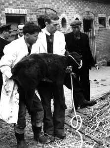 Two special trains were used to move a farm - lock, stock and barrel, from Edenbridge, Kent, to Aberdeenshire, Scotland. The first train took the dead stock and equipment, and the second the animals