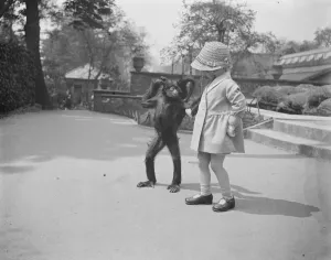 Animals Prints: The spider monkeys girl Sally, the zoo spider monkey, takes a walk with a little