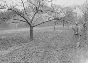 Spraying a fruit orchard. 1935