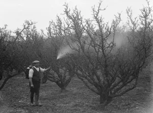 Fruit Prints: Spraying fruit orchard. 1935