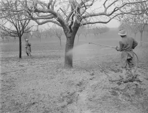Spraying a fruit orchard. 1935