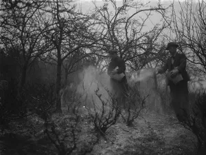 Spraying fruit orchard. 1935