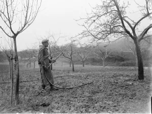 Spraying a fruit orchard. 1935