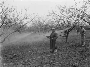 Spraying fruit orchard. 1935