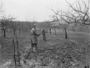 Spraying fruit orchard. 1935