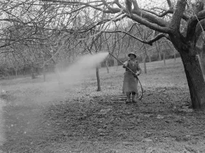 Spraying fruit orchard. 1935