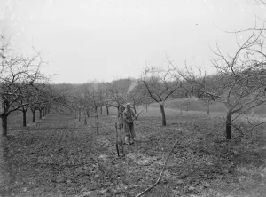 Spraying fruit orchard. 1935