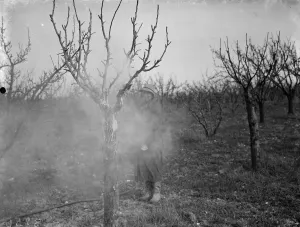 Spraying fruit trees against pests at Farningham, Kent. 1938