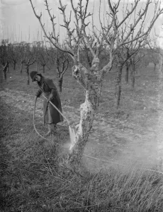 Orchard Prints: Spraying fruit trees against pests at Farningham, Kent. 1938