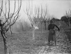 Spraying fruit trees against pests at Farningham, Kent. 1938