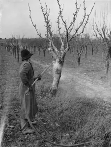 Spraying fruit trees against pests at Farningham, Kent. 1938