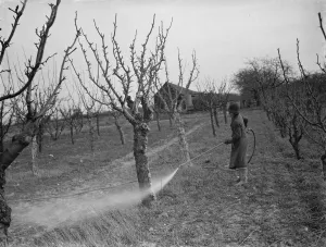 Spraying fruit trees against pests at Farningham, Kent. 1938