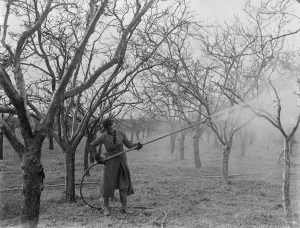 Spraying fruit trees in Swanley, Kent. 1937