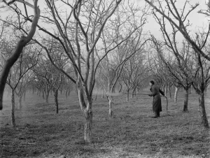 Spraying fruit trees in Swanley, Kent. 1937