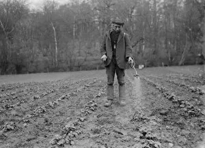 Plants Collection: Spraying strawberry plants. 1935