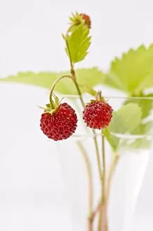 Fruits Collection: Sprigs of wild strawberries against white background credit: Marie-Louise Avery