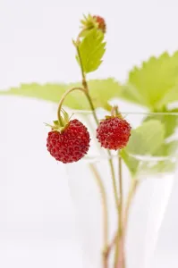 Fruits Prints: Sprigs of wild strawberries against white background credit: Marie-Louise Avery