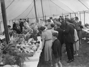 Plants Prints: The Spring Flower Show at Longfields, Kent. 1939