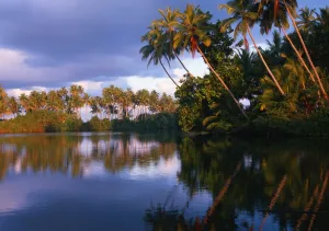 Paradise Prints: Sri Lanka Koskoda