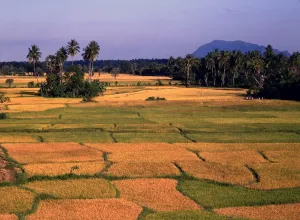 Landscape Prints: Sri Lanka Rice Fields