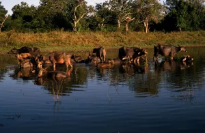 Sri Lanka Water Buffalo
