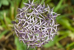 Star of Persia, allium Christophii, growing in shady garden in Kent UK credit Star of Persia, allium Christophii, growing in shady garden in Kent UK credit