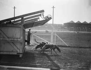 Dog Race Races Prints: After the starting gate has risen. The starting gate has been lifted and the greyhounds