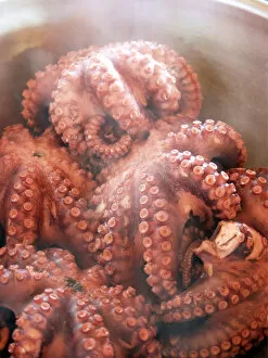Ingredients Collection: Steaming Italian octopus having been boiled credit: Marie-Louise Avery / thePictureKitchen