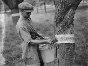 Sticky banding being applied to fruit tree on an orchard. 1935