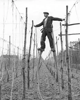 Agriculture Collection: Stilt walker at work in Kent hopfields tying up the string on which hop bines will