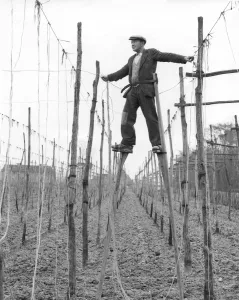 Stilt walker at work in Kent hopfields tying up the string on which hop bines will