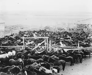 Animals Prints: The Stoney Red Indians at Banff, Alberta A stock yard scene 20 September 1919 The Nakoda