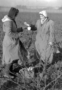 Stop for Eleveneses Foreman and working hold up operations in a field of Old English