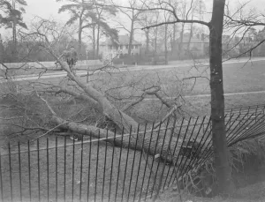 Debris Prints: Storm damage in Sidcup, Kent. An uprooted tree. 1939