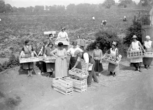 Fruit Picking Prints: Strawberry harvest. 1934