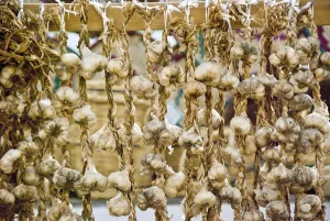 Trade Prints: Strings of garlic for sale in covered market in Limassol, Cyprus credit: Marie-Louise