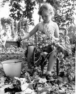 Study of the young hopper 6 year old Doreen Ferns from Welling Kent 1958