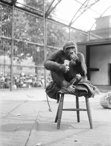 Sultry days at the zoo John Daniel, the famous gorilla, absorbs an iced fruit Sultry days at the zoo John Daniel, the famous gorilla, absorbs an iced fruit