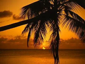 Tropics Collection: Sunset, through palm tree
