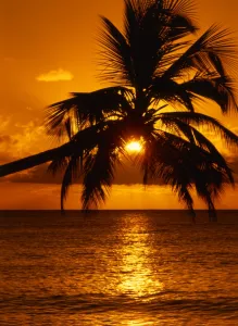 Sunset through palm trees