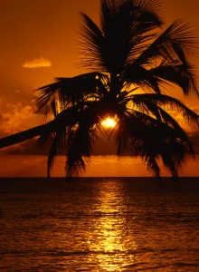 Paradise Prints: Sunset through palmtrees, over the sea