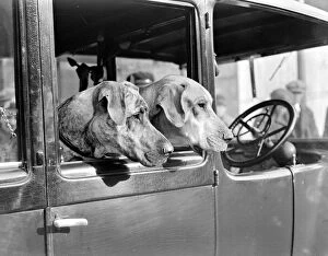 Cute Collection: Surrey county dog show At Kensington Mrs. Hudsons Great Danes 23rd February, 1933